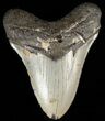 Bargain, Megalodon Tooth - North Carolina #65693-1
